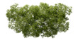 Aerial view greenery forest canopy landscaping on transparent 3d render png