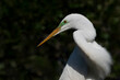Adult Great Egret turns in portrait with dark natural background