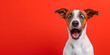Surprised shocked dog with open mouth and big eyes isolated on flat solid background.