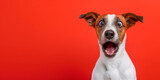 Fototapeta Na drzwi - Surprised shocked dog with open mouth and big eyes isolated on flat solid background.