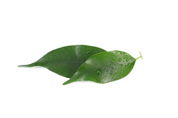Wall Mural - Green leaves with water drops isolated on white