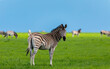 zebra in the african savanna