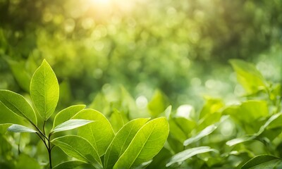 Poster - Summer sunlight bokeh