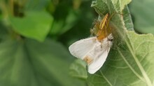 A Golden Spider Preys On A White Moth