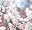 Magnolia flowers with elegant white petals blooming in spring fabulous garden, mysterious fairy tale springtime floral background with magnoliaceae bloom, beautiful nature park landscape.
