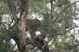Fototapeta Sawanna - Lampart  jedzący mięso na gałęzi drzewa