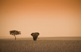 Fototapeta Sawanna - Samotny słoń i drzewo akcji w Masai Mara Kenia