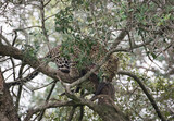 Fototapeta  - Lampart jedzący mięso na gałęzi drzewa