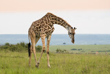 Fototapeta  - Zyrafy rotchilda w Masai Mara Kenia