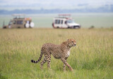 Fototapeta Sawanna - Gepard na afrykańskiej sawannie Masai Mara Kenia