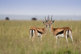 Fototapeta Sawanna - Antylopy Thompsona na sawannie Masai Mara Kenia