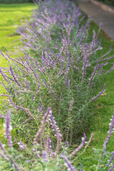 Wall Mural - Purple Salvia divinorum in the Garden