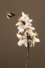 Bumble Bee Hovering Near Blooming White Flowers