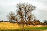 Fototapeta Góry - Acacia tree in the arid Arabian desert