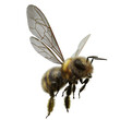 A 3d rendered flying bee isolated as an overlay 