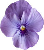 Fototapeta Motyle - Close Up of Purple Flower on Transparent Background