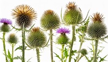 Various Twigs Of Tall Globe Thistle With Green Dried And Blooming Inflorescences On White Background