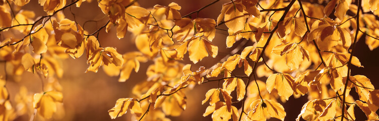 Poster - forest - fresh leaves and sun rays