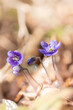 Fioletowe kwiaty, sezon wiosenny, leśne przylaszczki (Hepatica nobilis)	