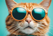 Closeup portrait of funny ginger cat wearing funny yellow sunglasses isolated on light cyan