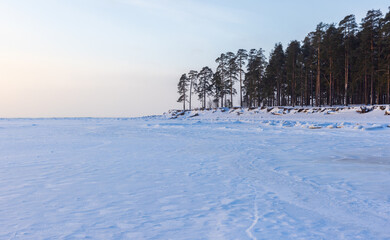 Wall Mural - natural winter landscape with pine trees and snow