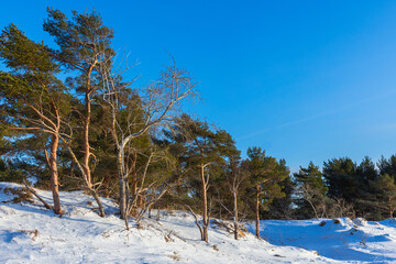 Wall Mural - pine trees grow on the coast of baltic sea on a sunny day