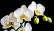 orchid plant isolated