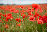 Fototapeta Natura - close up of red poppies flowers. many poppies close-up on front at field at summer time