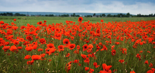 Wall Mural - Blooming field with wild scarlet poppies