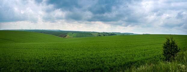 Wall Mural - A panoramic view of a picturesque hilly field of winter wheat