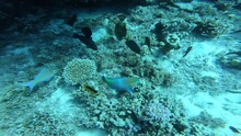 Coral Reef With Eating Fishes Underwater Near Marsa Alam In Egypt, Red Sea