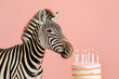 Zebra having birthday party with cake with candles. Ai generative art