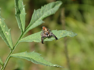 Wall Mural - Tiny, male jumping spider (Thyene imperialis) sitting on green marigold leaves