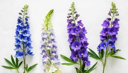 collection bouquet delphinium flower isolated on white background flat lay top view floral pattern object nature concept