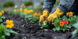 Closeup of gardeners female hands wearing yellow rubber gloves, planting young flowers seedlings at garden bed. Gardening background concept with copy space.