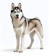  A siberian-husky-dog with blue eyes standing against a white background
