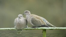Close Up Of A Pair Of Collared Doves (Streptopelia Decaocto) Engaged In Pre-mating Ritual