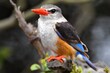 High resolution close up view of a grey-headed kingfisher