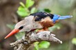 High resolution close up view of a grey-headed kingfisher