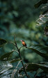 hummingbird - colibri