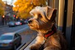 A fluffy Yorkshire Terrier puppy with bright eyes sits on a cozy window sill, gazing at the bustling city street below with a longing expression.