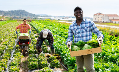 Wall Mural - Successful African American horticulturist standing in leafy vegetable plantation with freshly harvested organic green lettuce in wooden crate in spring day