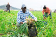 Leinwandbild Motiv African-american man farmer harvesting young garlic with plantation workers.