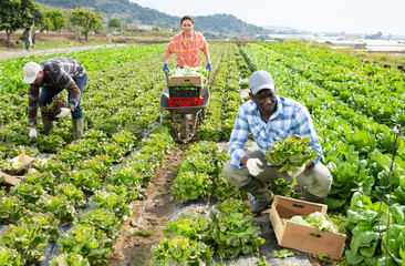 Canvas Print - Three multiracial gardeners harvesting lettuce on field. Plantation workers gathering lettuce.