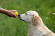 © Birgit Reitz-Hofmann - Hand shows yellow ball to beautiful golden retriever