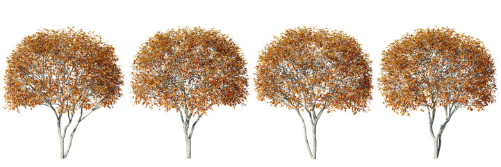 Poster - isolated trees gardening,amelanchier tree on transparent background.3d rendering png