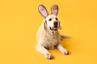 Cute Labrador dog in bunny ears lying on yellow background. Easter celebration