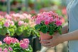 Woman holding pink pelargonium flower pot in hands to buy at garden plant nursery store. banner with copy space