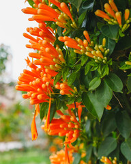 Wall Mural - Vibrant tapestry of dense clusters of bright orange flowers adorns the Flame vine (Pyrostegia venusta)