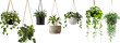 collection of hanging house plants in various pots, isolated on a transparent background